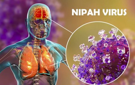 Hindistanda yeni yayılan Nipah virusunun əsas təhlükəsi nədir